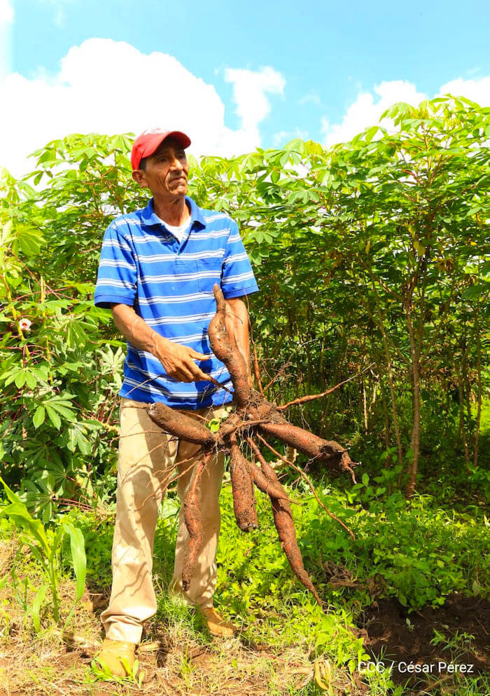 presentan-estrategia-para-produccion-raices-tuberculos-nicaragua